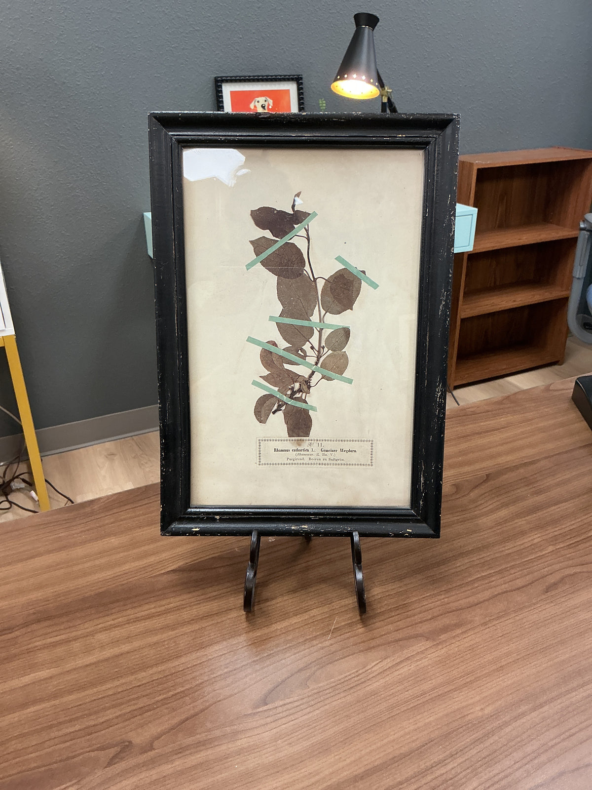 Antique Framed Botanical Herbarium